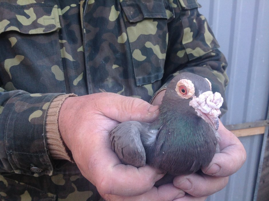 Клюв голубя