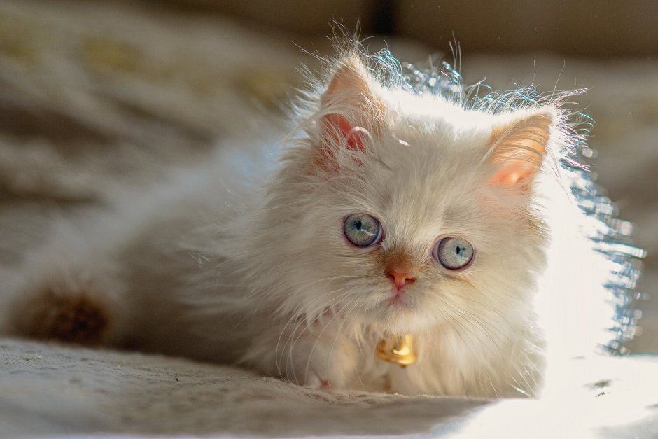Милые кошечки