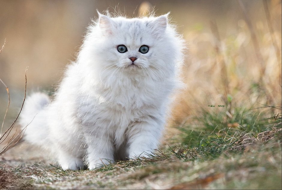 Красивые пушистые котики