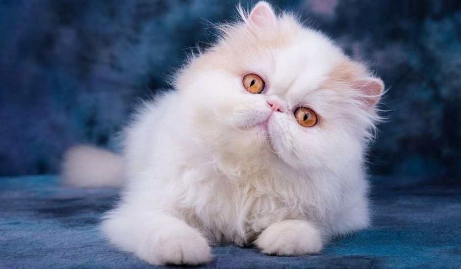 Пушистый котик