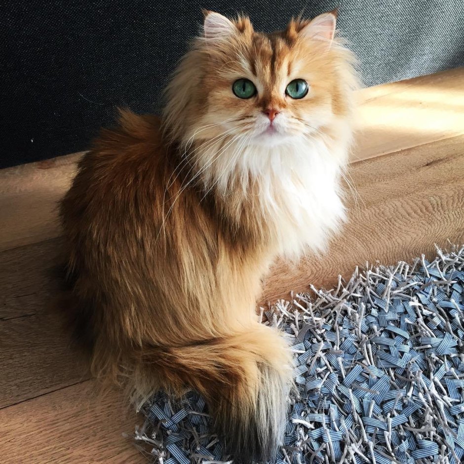 Милые котики