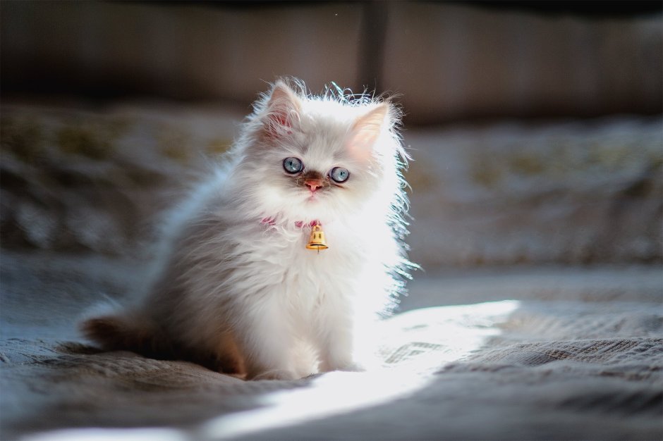 Маленькие котята пушистые