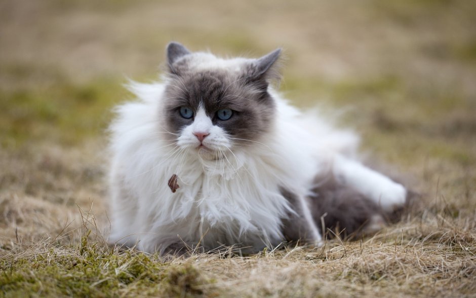 Кошка Аврора Рэгдолл