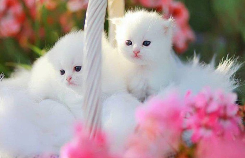 Белый персидский кот
