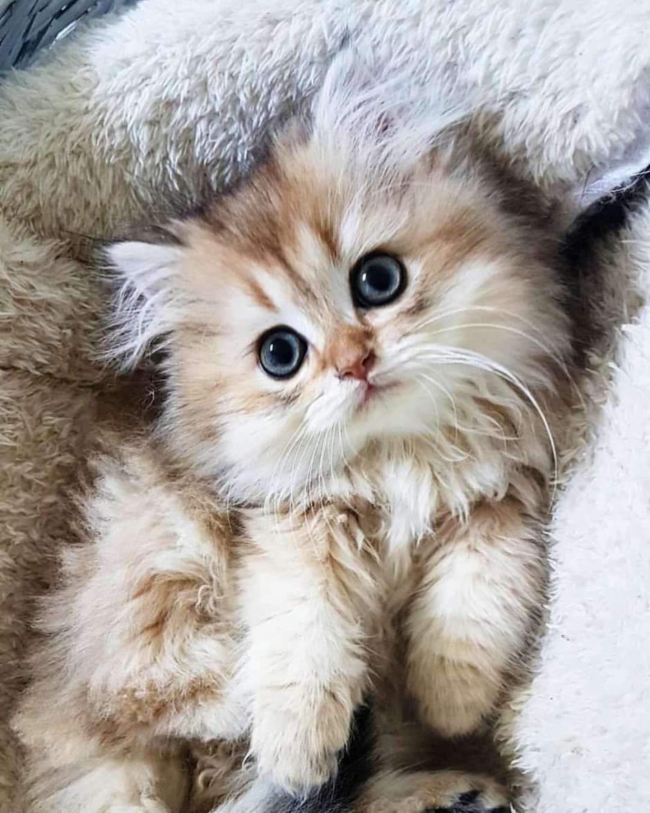 Персидский кот 2,3месяца