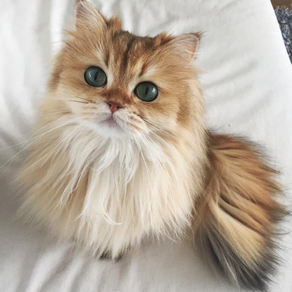 Красивые котята