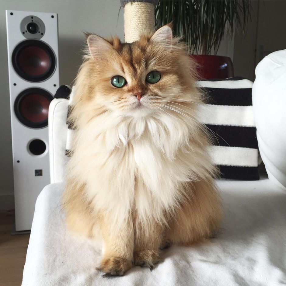 Кошка белая