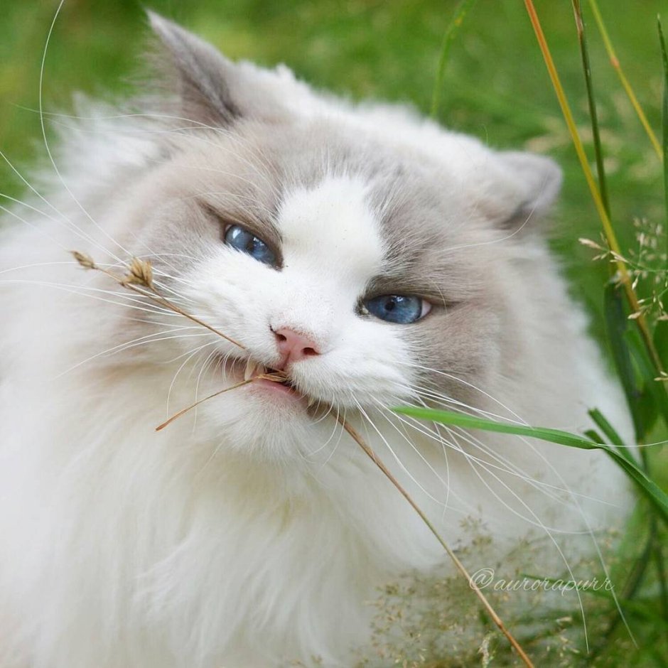 Персидская Лесная кошка