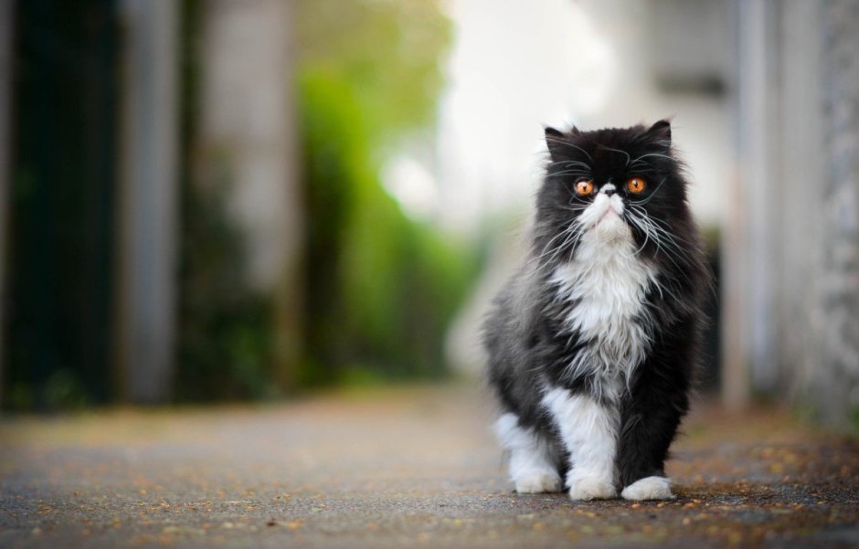 Норвежский Лесной кот