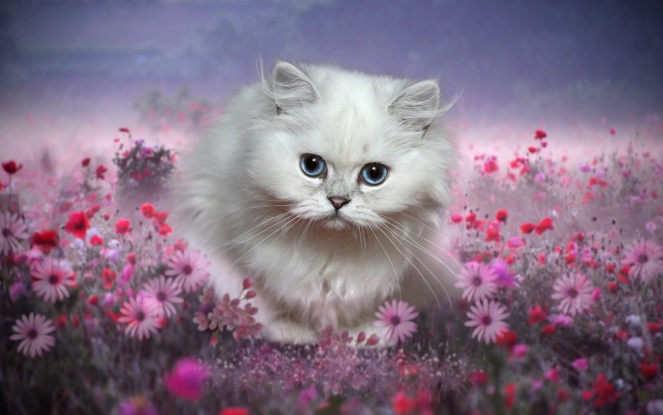 Кошки маленькие пушистые