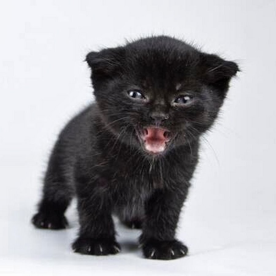 Черный пантеренок