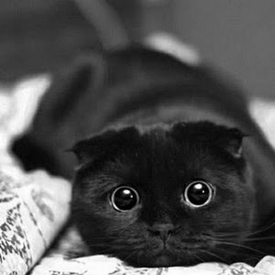 Милые черные коты