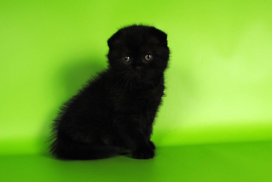 Британский вислоухий котенок черный