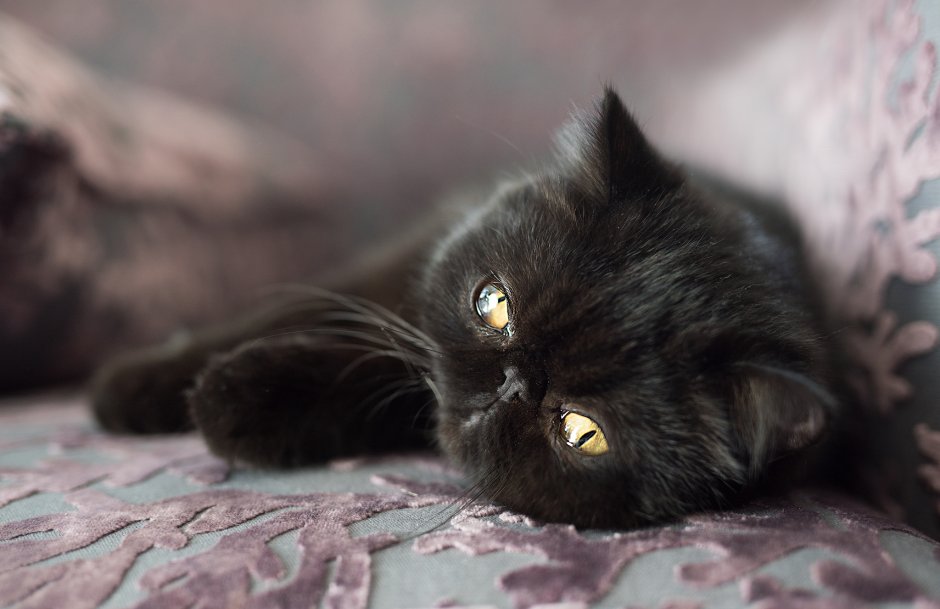 Черный котенок