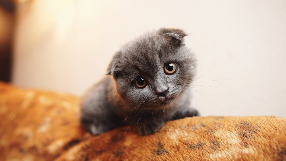 Шотландский вислоухий кот черный