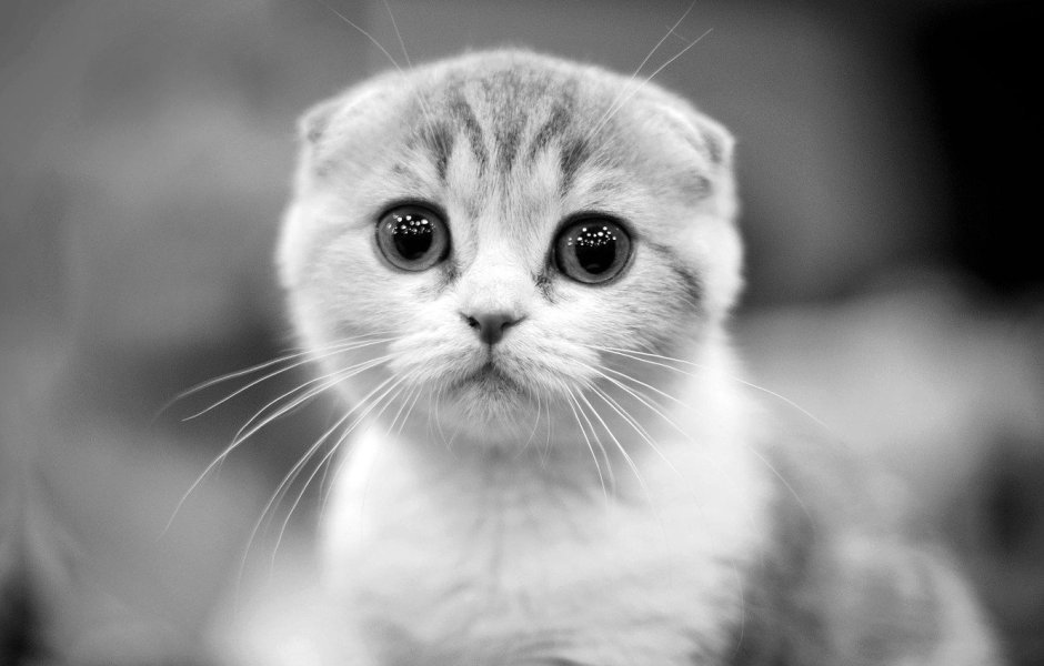 Шотландская вислоухая кошка черная