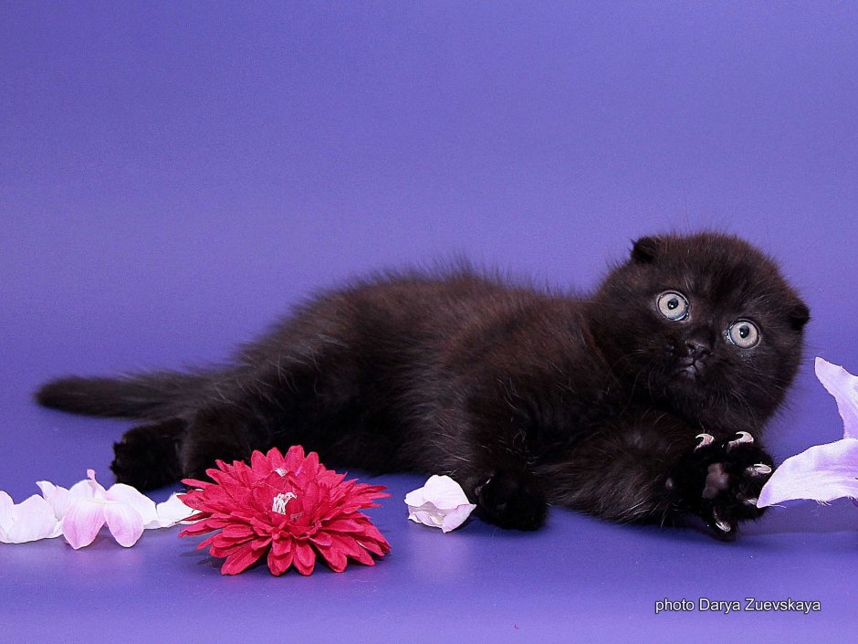 Черный кот на рабочий стол