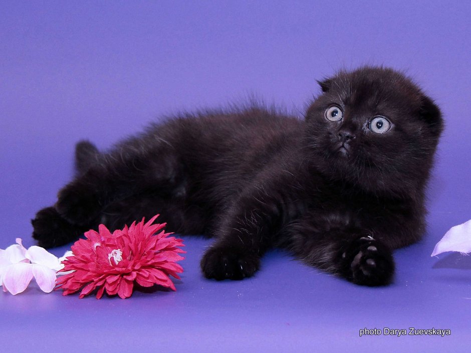 Шотландская вислоухая черная