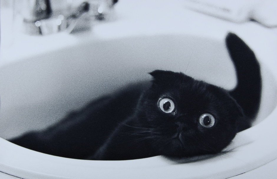 Шотландская вислоухая кошка черная