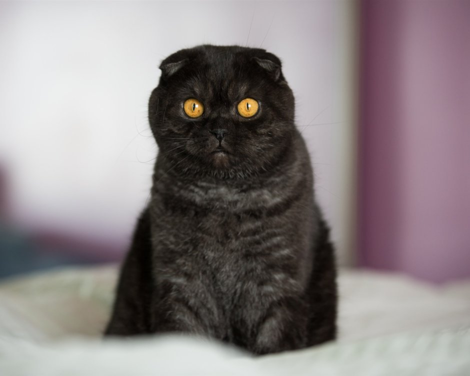 Шотландская вислоухая кошка черная