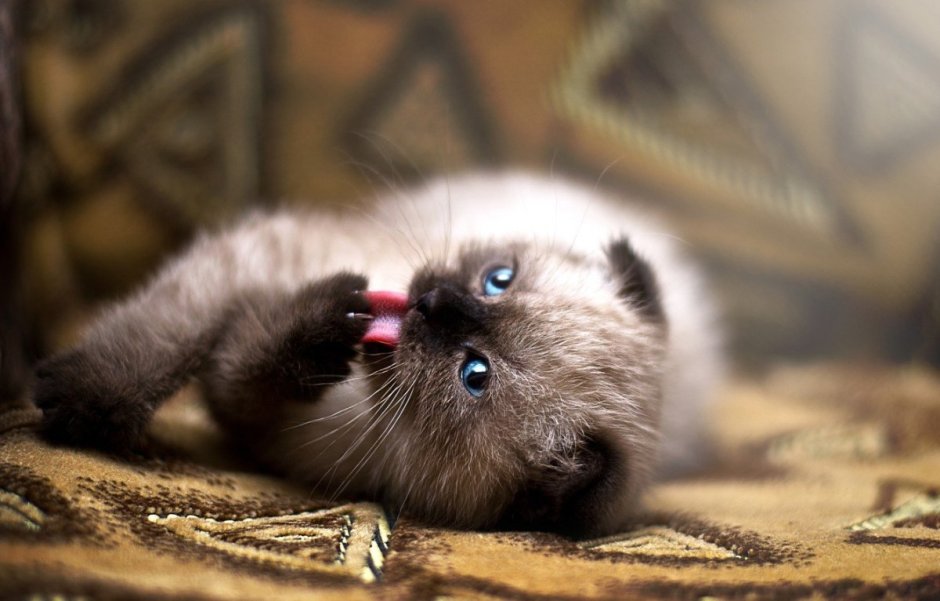 Обои на рабочий стол вислоухие котята