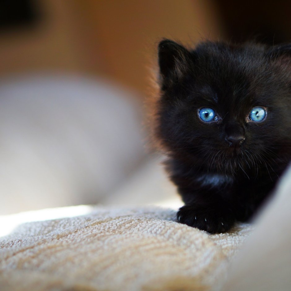 Кот британец вислоухий серый