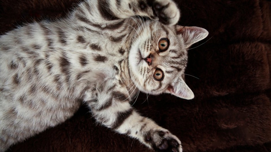 Британец снежный Барс