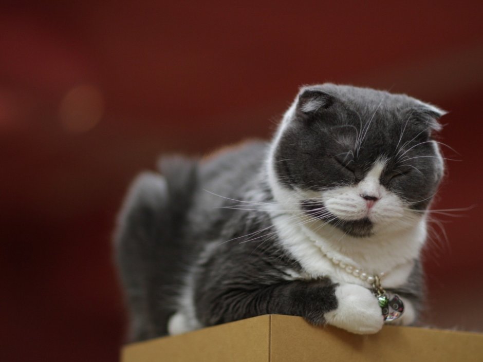 Шотландская вислоухая с ОХД