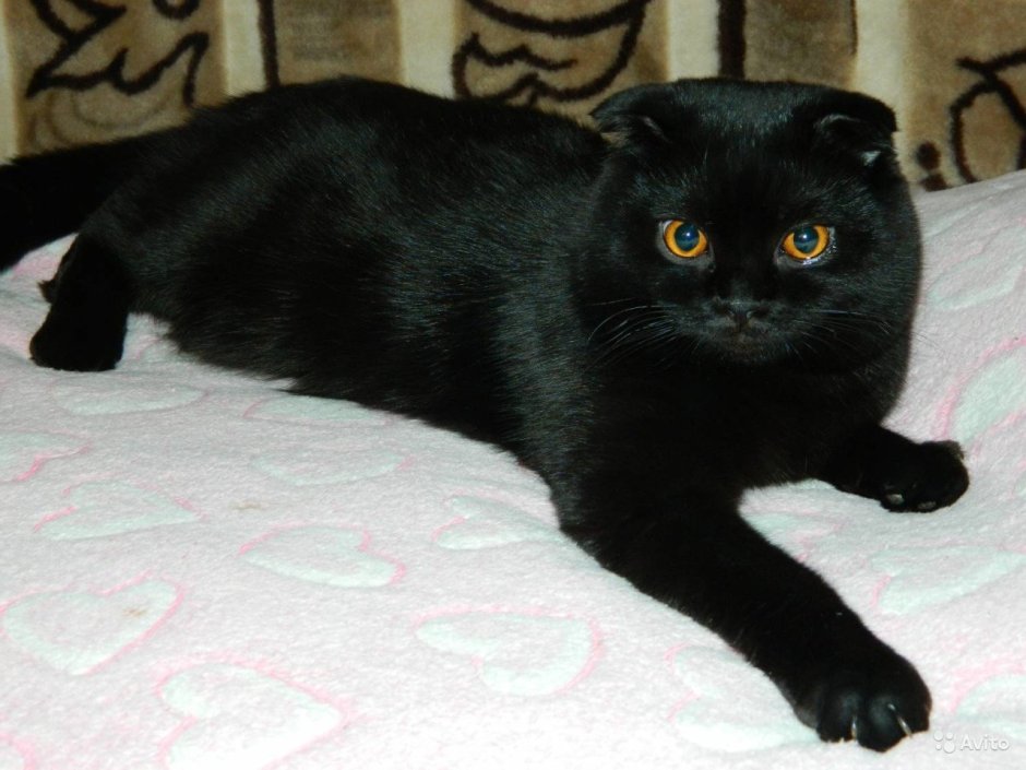 Кошка на темном фоне