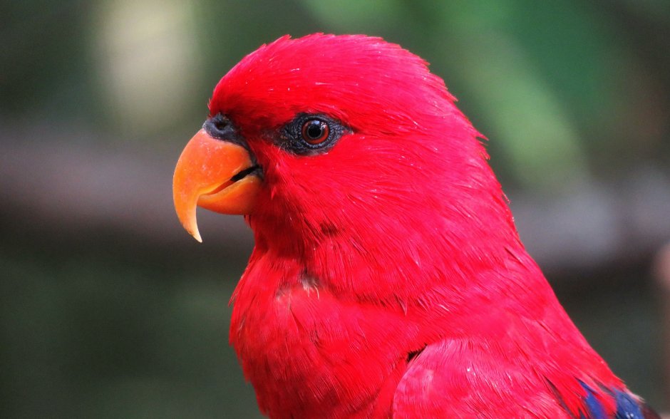 Красный попугай Lorikeet