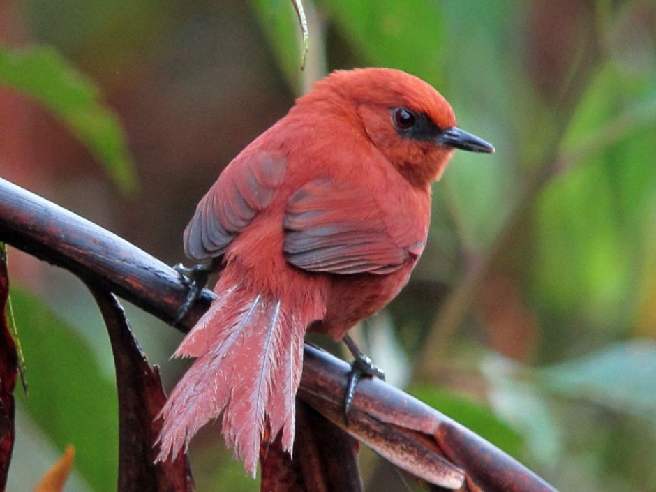 Красноголовый попугайчик Rufous-headed Parrotbill