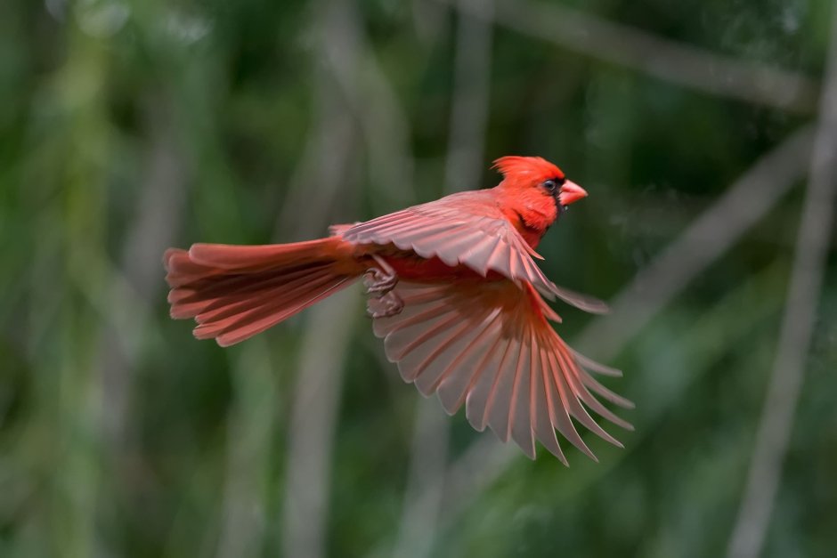 Flying Cardinal