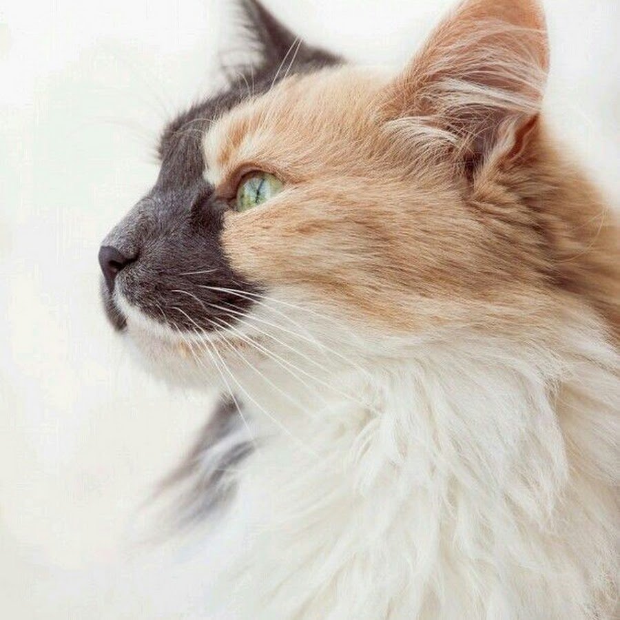 Рэгдолл и Мейн кун