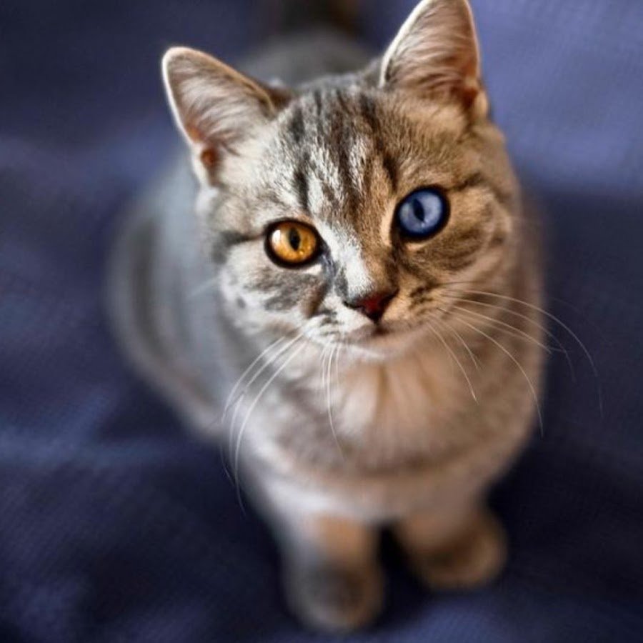 Двуликая кошка Химера