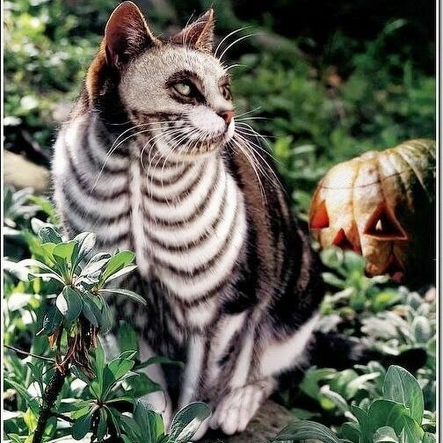 Необычные расцветки кошек