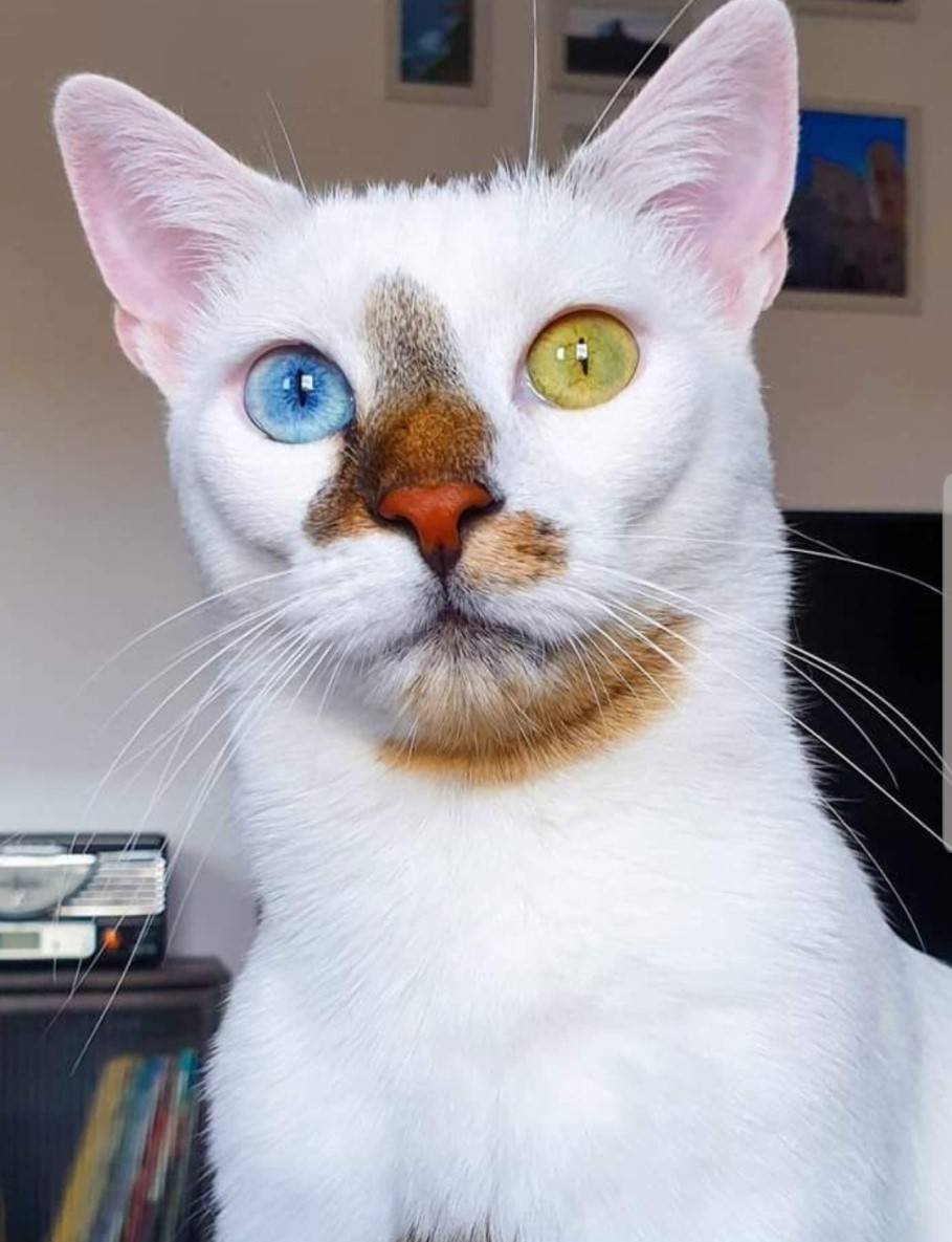 Необычные расцветки кошек