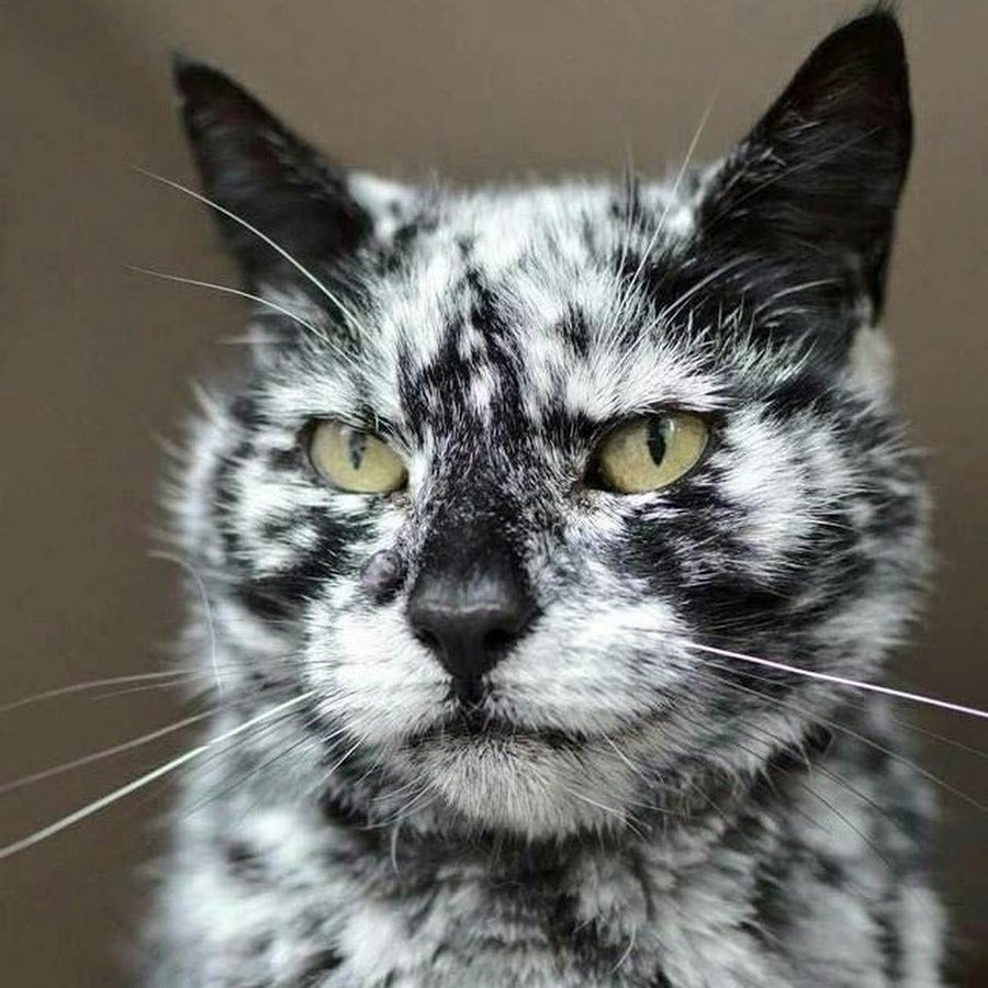 Окрасы котов