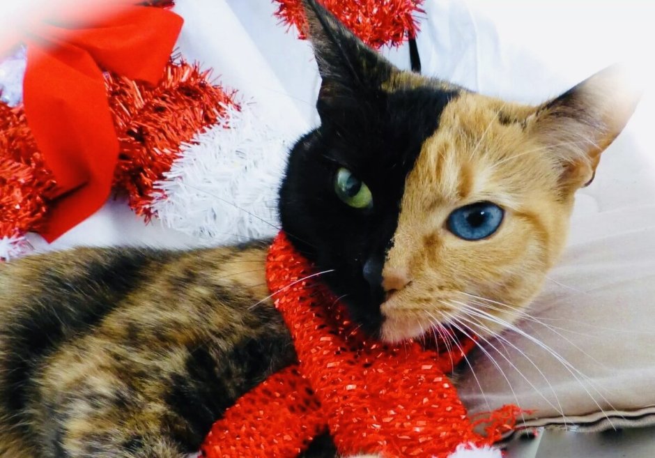 Коты Воители адопты