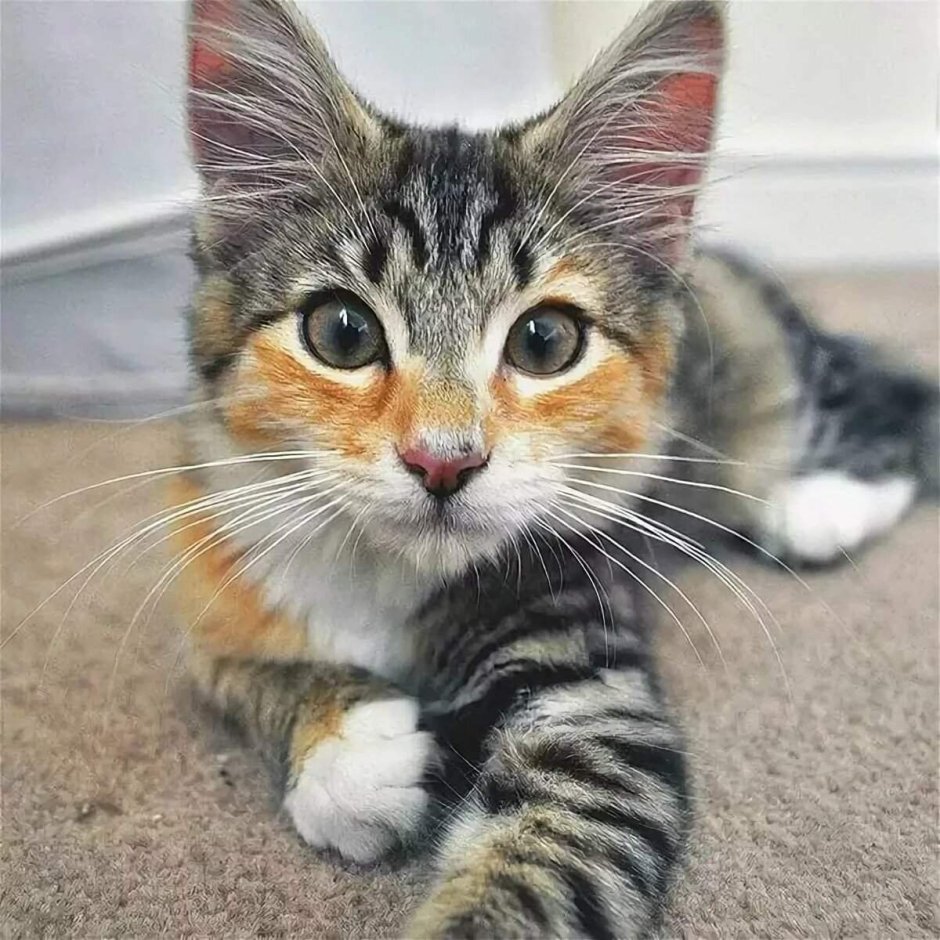 Эгейская кошка трехцветная