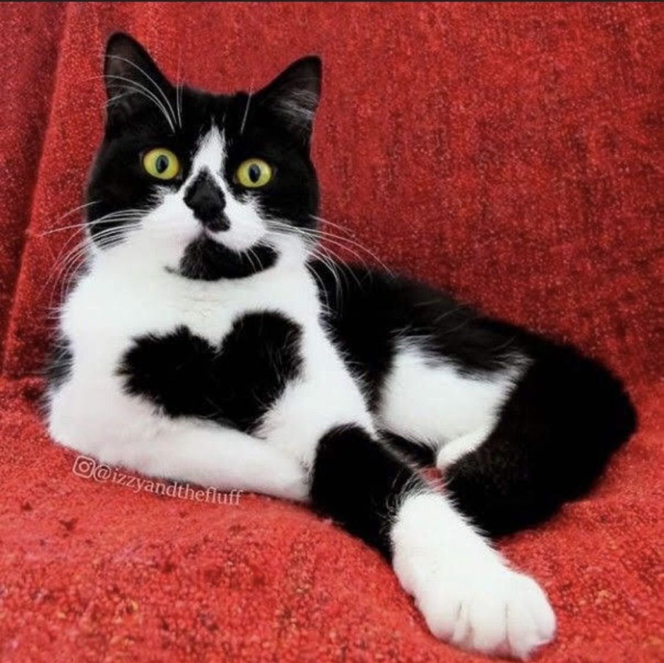 Разноцветная кошка