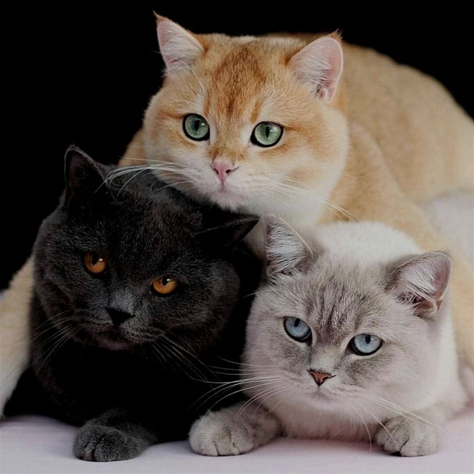 Много котят