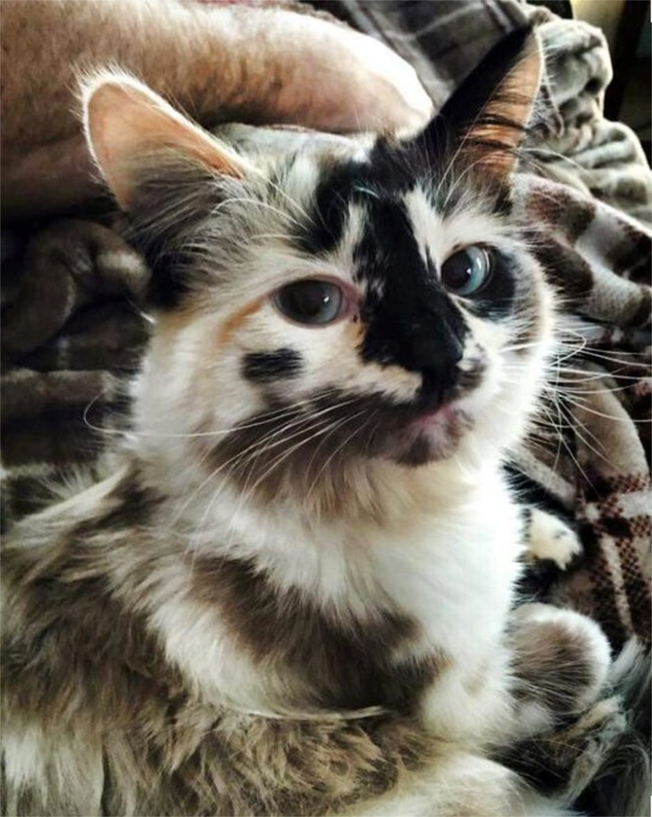 Необычные кошки