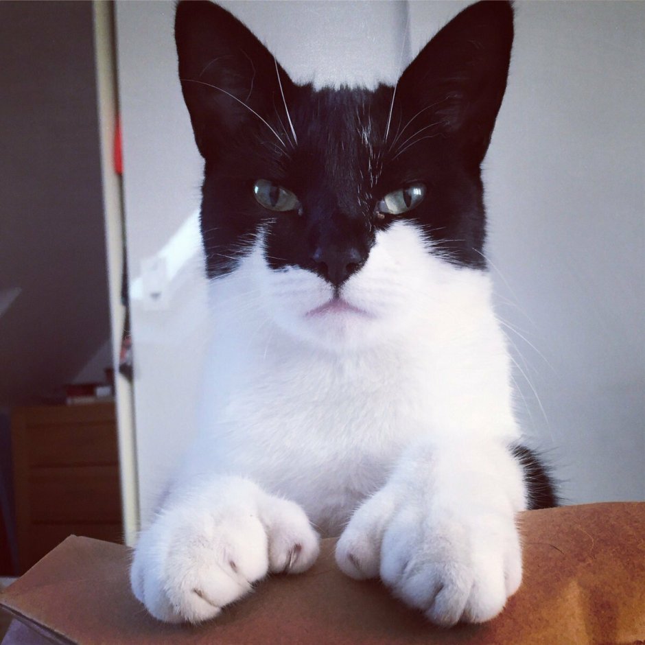 Британский кот биколор шоколадный