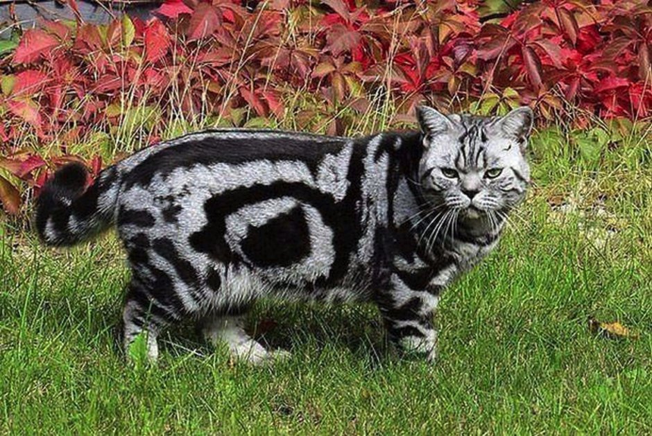 Красивые окрасы кошек