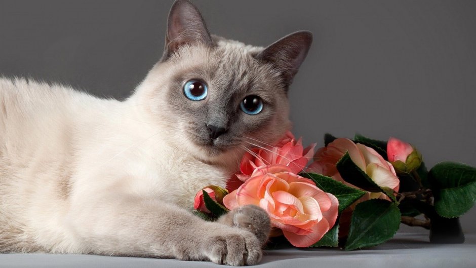 Кошечки разных пород