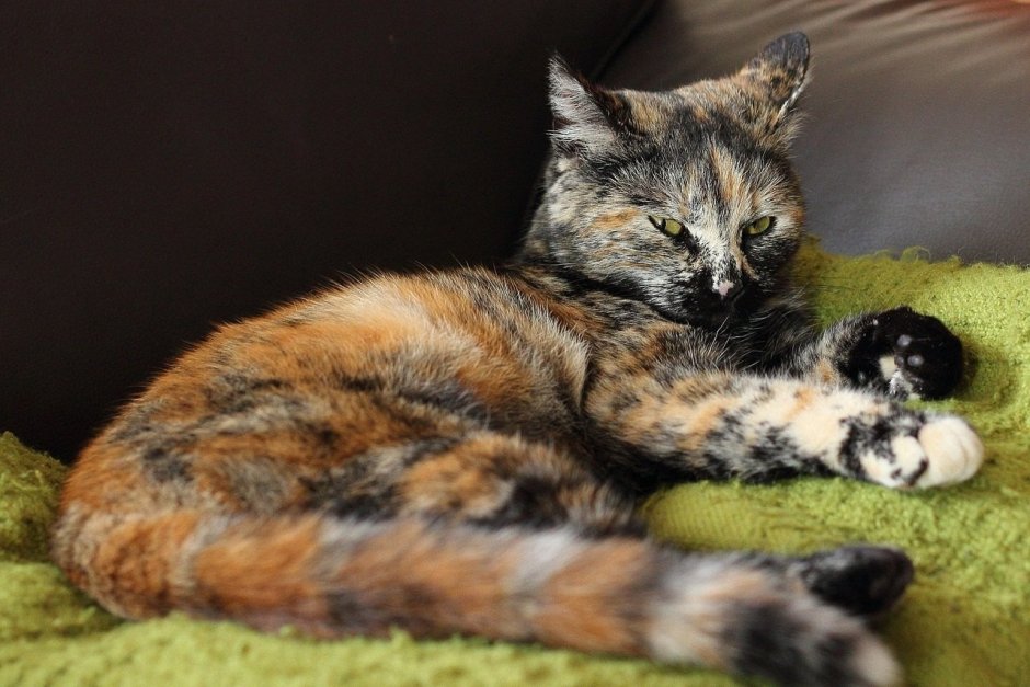 Тайская кошка