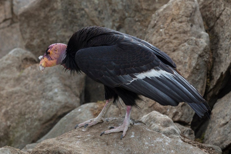 Gymnogyps californianus