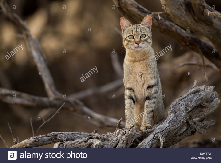 Cats from Africa