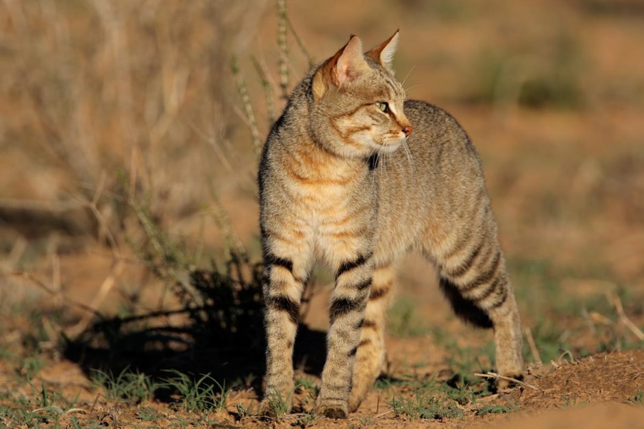Ливийская Буланская кошка