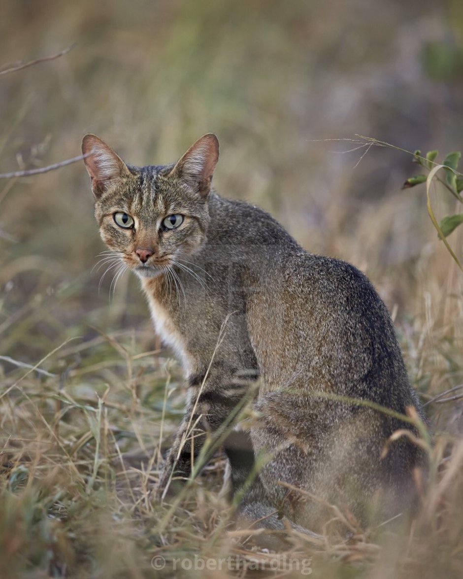 Степной кот Felis Silvestris lybica